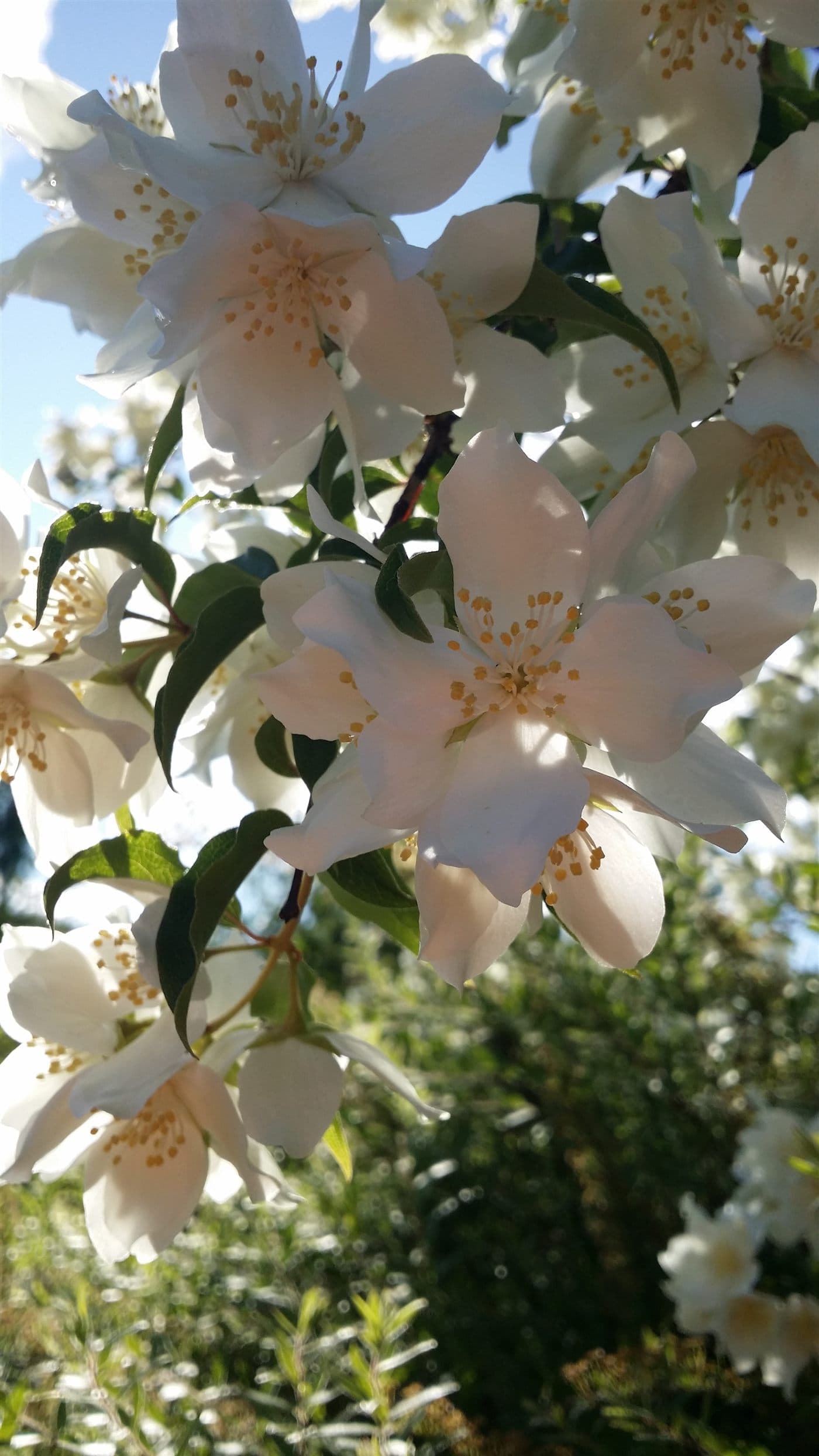 Smultronjasminen som blommar utanför hotellet